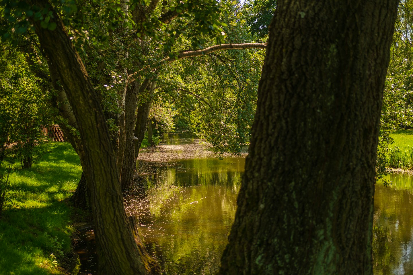 Alberi lussureggianti costeggiano un tranquillo fiume stretto con riflessi scintillanti.