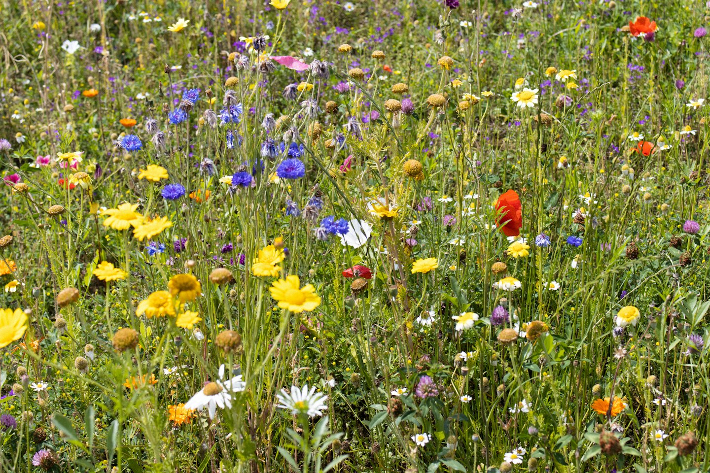 Fiori di campo colorati che sbocciano in un prato fitto.